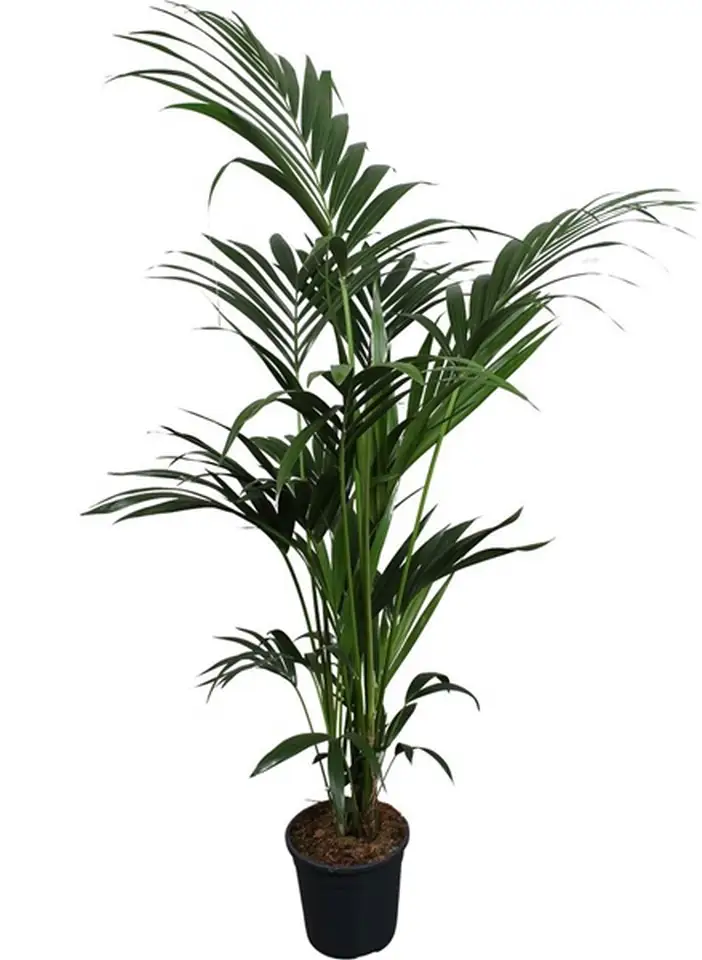 Ховея D24 H160 - Howea Forsteriana 6pp