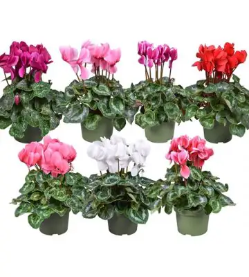 Циклама D13 H30 - Cyclamen F1 mixed