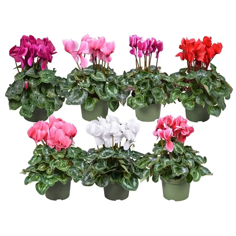 Циклама D13 H30 - Cyclamen F1 mixed