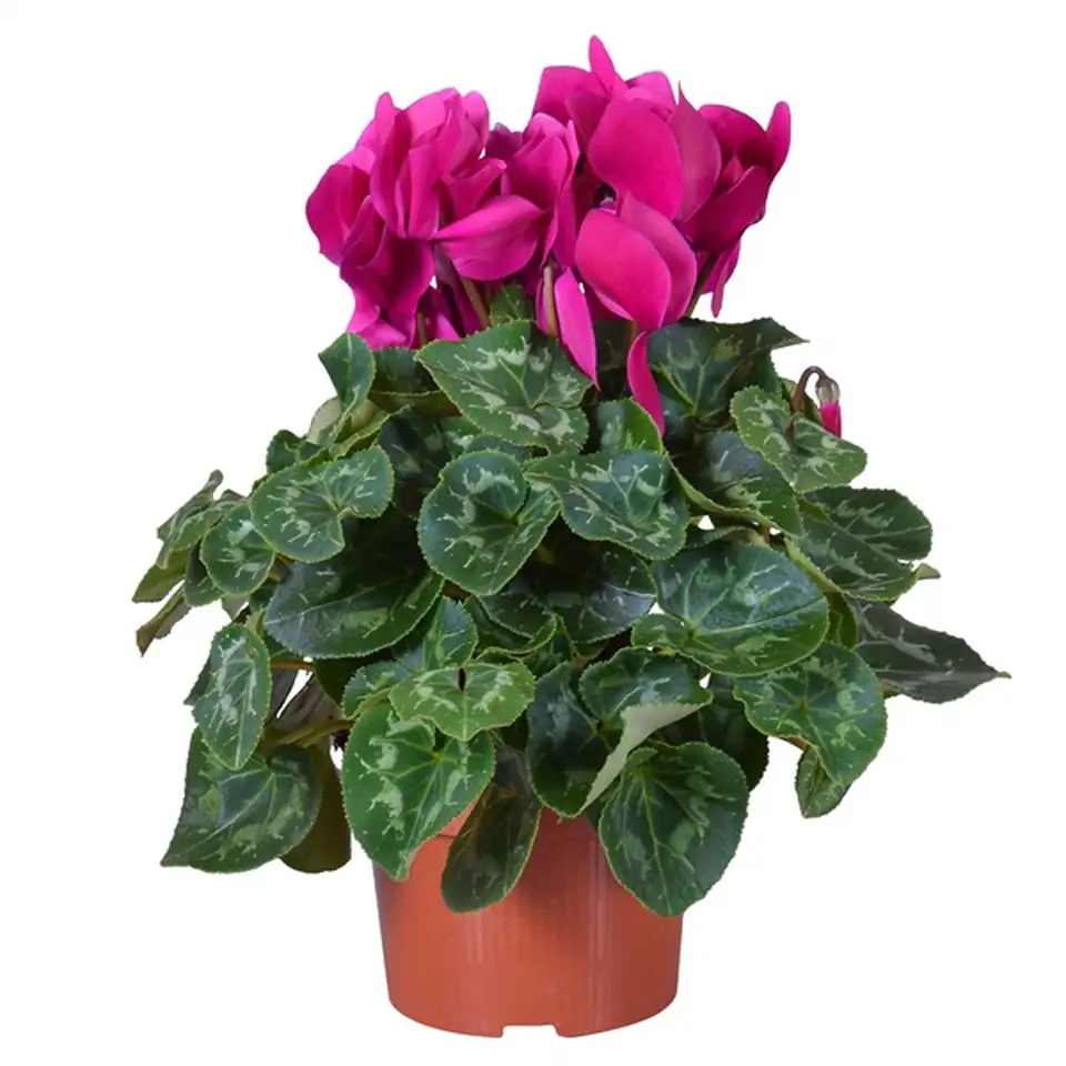 Циклама D13 H30 - Cyclamen F1 mixed - Image 2