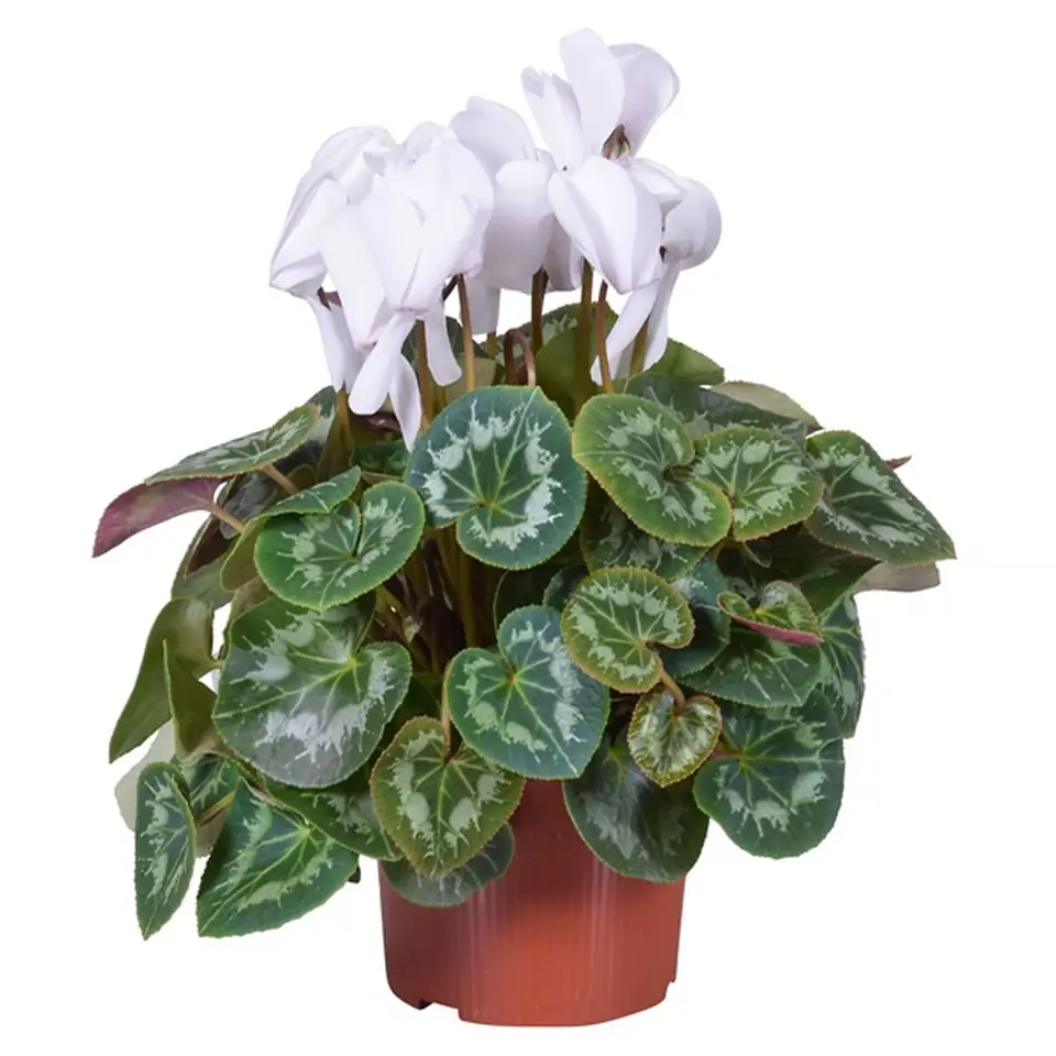 Циклама D13 H30 - Cyclamen F1 mixed - Image 3