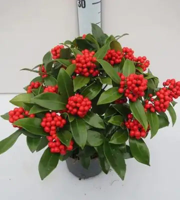 НАЧАЛО 7 Скимиа D12 H27 - Skimmia O`Berries Red