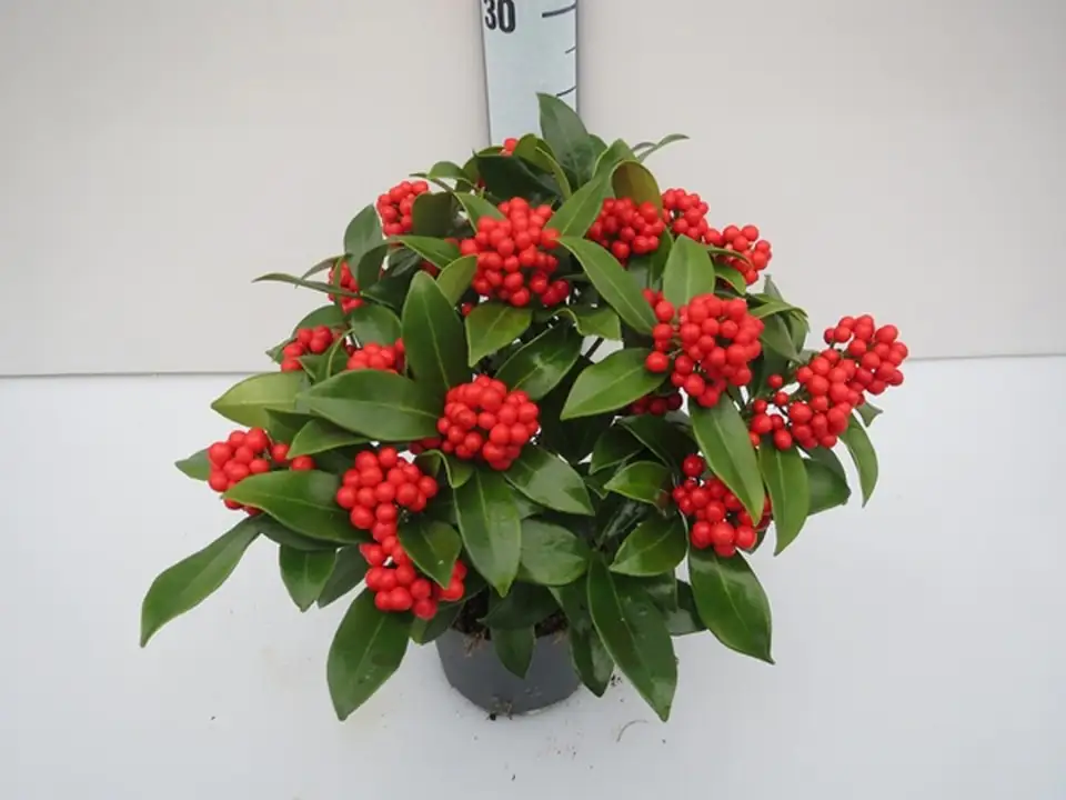 Скимиа D12 H27 - Skimmia O`Berries Red