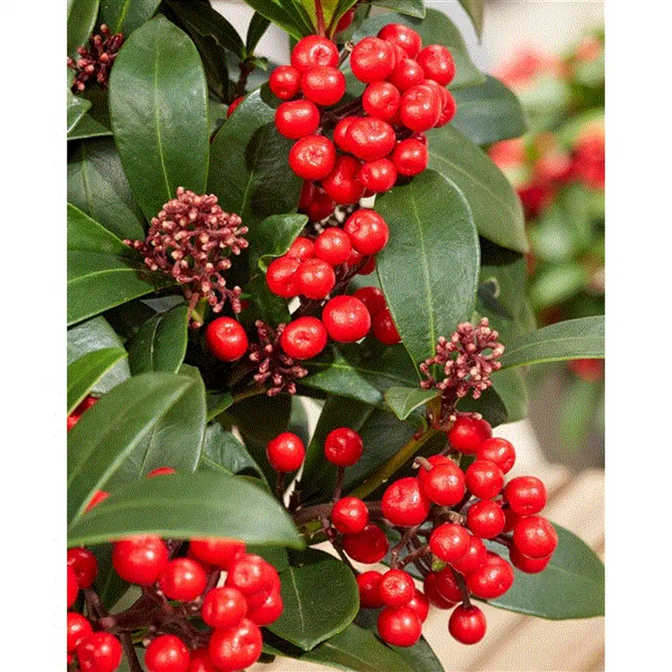 Скимиа D12 H27 - Skimmia O`Berries Red - Image 2