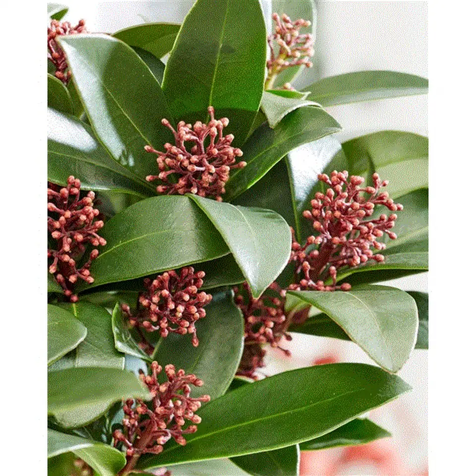 Скимиа D12 H27 - Skimmia O`Berries Red - Image 3
