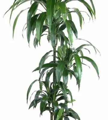 Драцена D27 H150 - Dracaena frag. Janet Craig