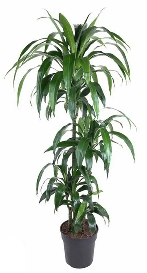 Драцена D27 H150 - Dracaena frag. Janet Craig