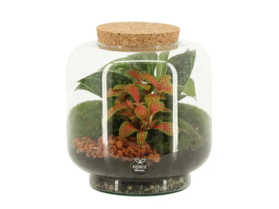 Растения в стъклен съд D17 H17 екосистема - Terrarium - Image 2