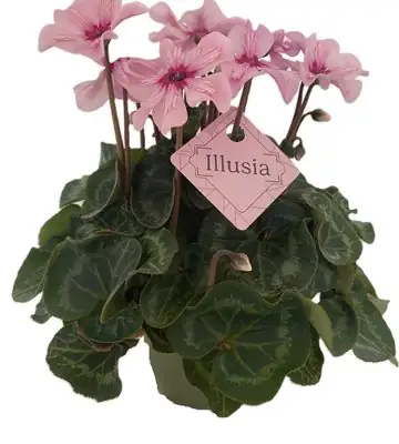 Циклама D13 H30 - Cyclamen Illusia