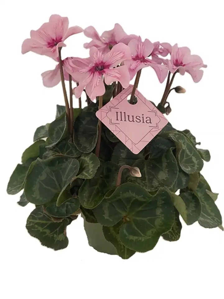 Циклама D13 H30 - Cyclamen Illusia