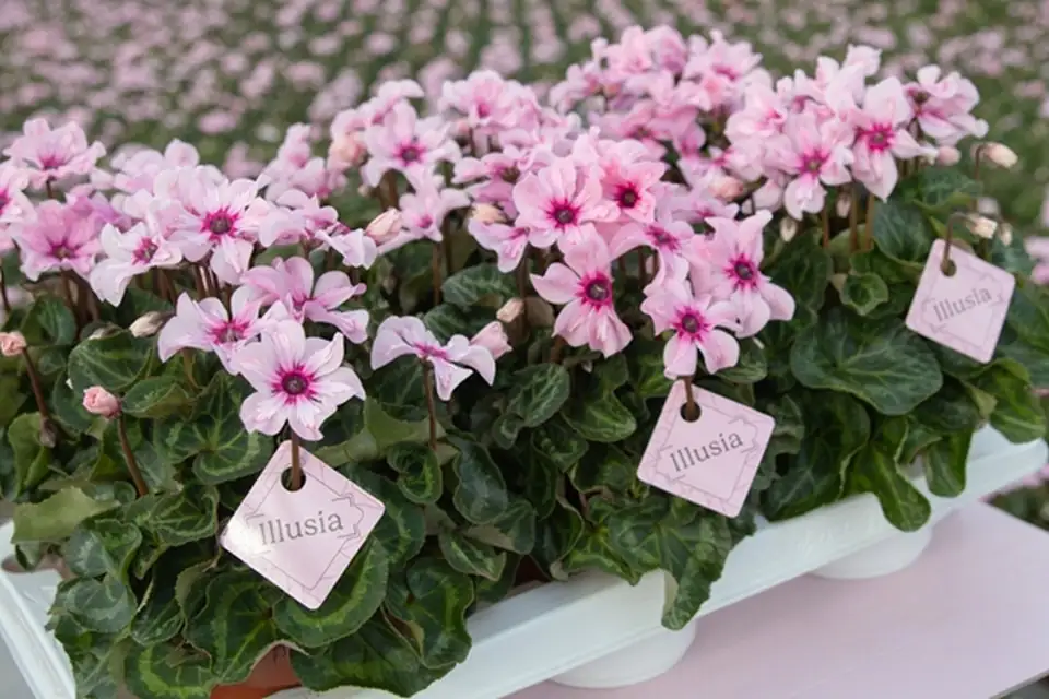 Циклама D13 H30 - Cyclamen Illusia - Image 2