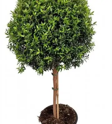 Мирта на ствол D24 H90 - Myrtus Communis