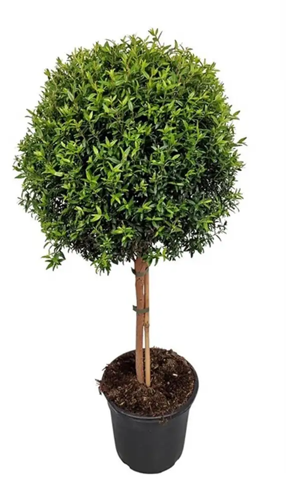 Мирта на ствол D24 H90 - Myrtus Communis