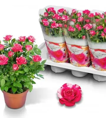 Роза D14 H32 - Rosa Twin Colour Star