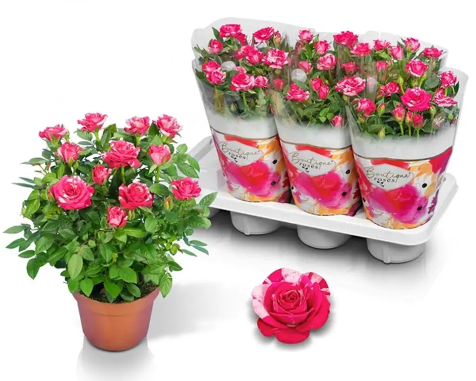 Роза D14 H32 - Rosa Twin Colour Star