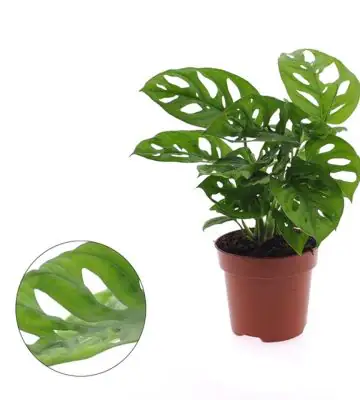 Монстера D12 H25 - Monstera Adansonii 1pp