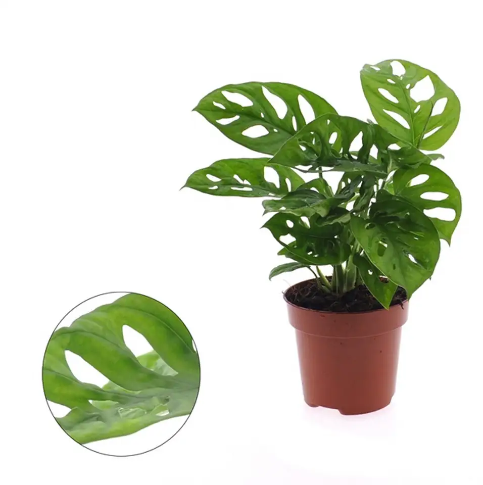 Монстера D12 H25 - Monstera Adansonii 1pp