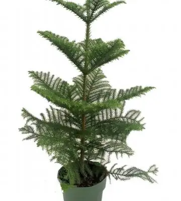 Араукария D21 H80 - Araucaria Heterophylla