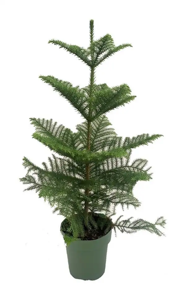 Араукария D21 H80 - Araucaria Heterophylla