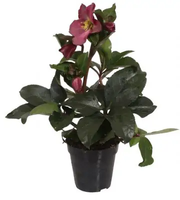 Хелеборус D13 H40 - Helleborus Ice N`Roses Early Red