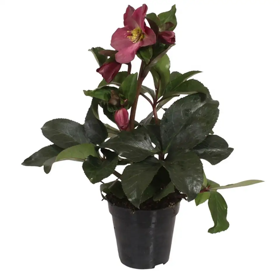 Хелеборус D13 H40 - Helleborus Ice N`Roses Early Red
