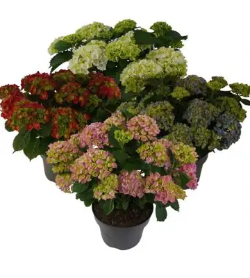 Хидрангеа D23 H45 - Hydrangea Mophead mix