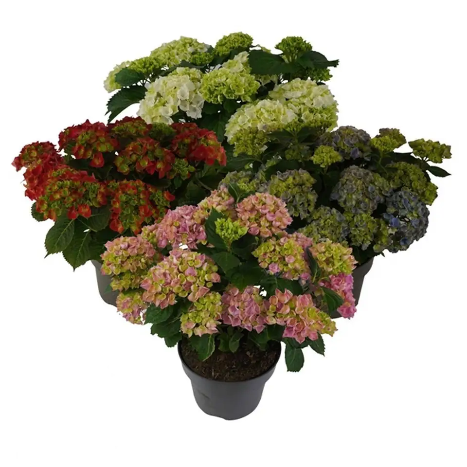 Хидрангеа D23 H45 - Hydrangea Mophead mix