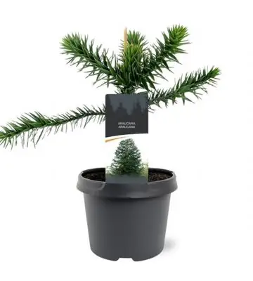 Араукария D19 H45 - Araucaria araucariana