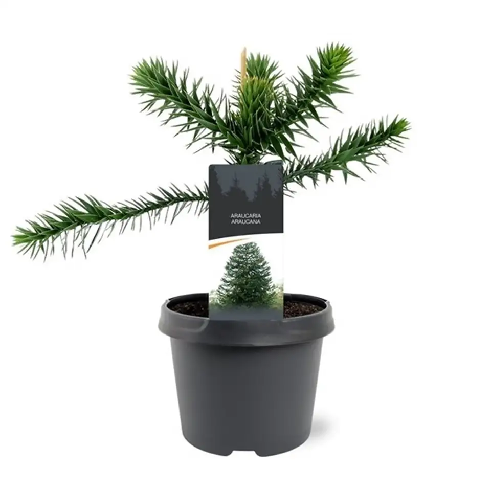 Араукария D19 H45 - Araucaria araucariana