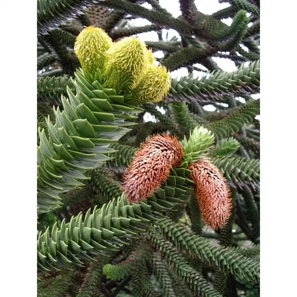 Араукария D19 H45 - Araucaria araucariana - Image 3