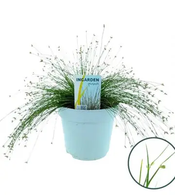 Исолепис D17 H30 - Isolepis cernua