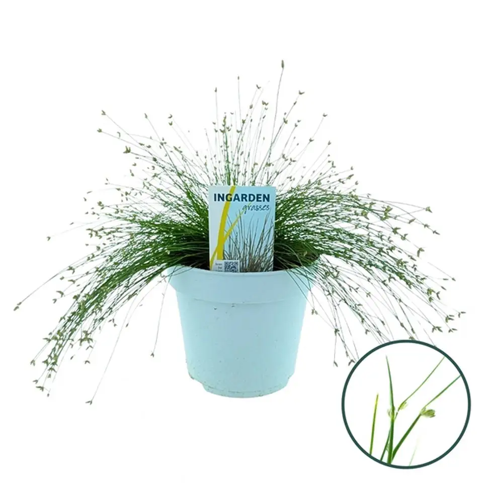 Исолепис D17 H30 - Isolepis cernua