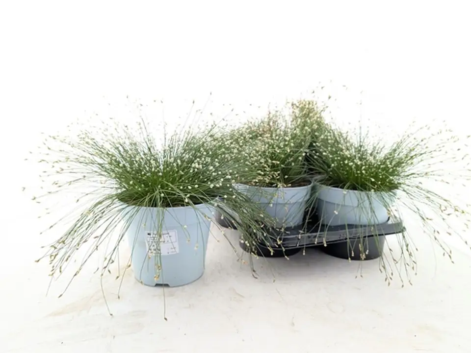 Исолепис D17 H30 - Isolepis cernua - Image 2