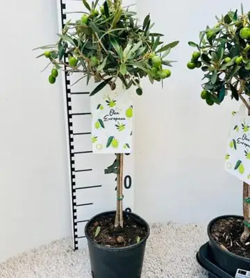Маслиново дърво D16 H60 - Olea Europaea