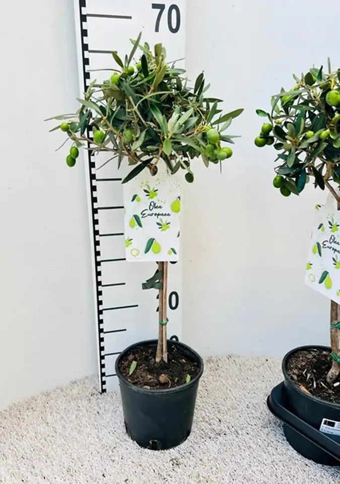 Маслиново дърво D16 H60 - Olea Europaea