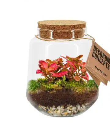 Растения в стъклен съд D16 H25 екосистема - Terrarium