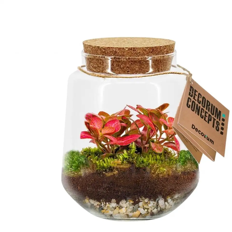Растения в стъклен съд D16 H25 екосистема - Terrarium