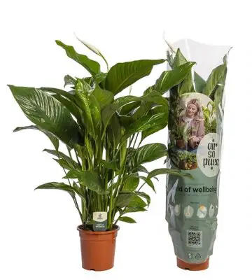 Спатифилум D24 H100 - Spathiphyllum Sweet Lauretta