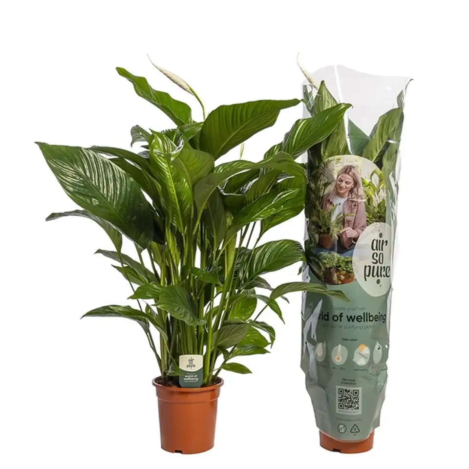 Спатифилум D24 H100 - Spathiphyllum Sweet Lauretta
