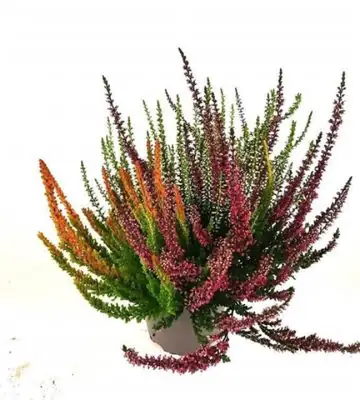 Калуна D13 H23 - Calluna Beauty Ladies trio
