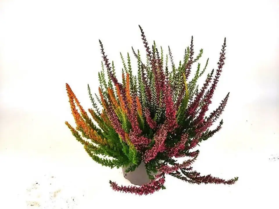 Калуна D13 H23 - Calluna Beauty Ladies trio