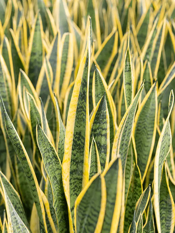 Сансевиера D30 H95 - Sansevieria Laurentii - Image 2