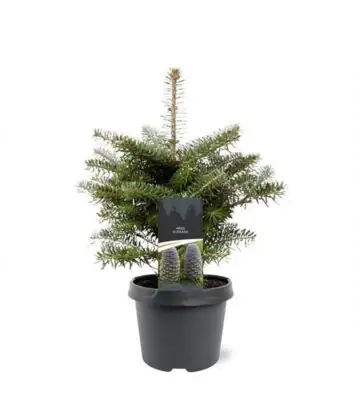 Корейска ела D19 H35 - Abies koreana