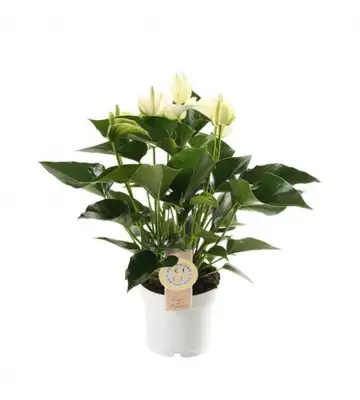 Антуриум D14 H50 - Anthurium White Champion