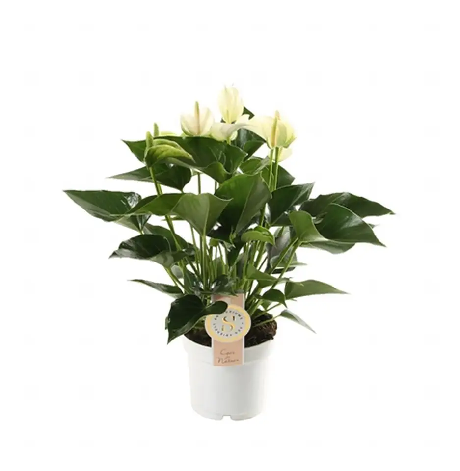 Антуриум D14 H50 - Anthurium White Champion