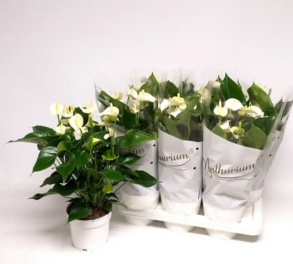 Антуриум D14 H50 - Anthurium White Champion - Image 2