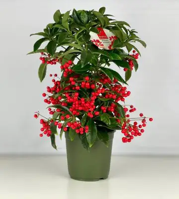 Ардизия D14 H40 - Ardisia Crenata Bos Premium