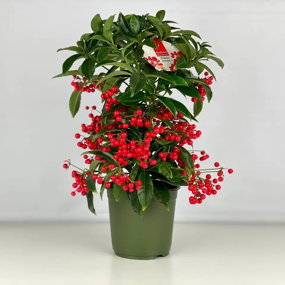 Ардизия D14 H40 - Ardisia Crenata Bos Premium