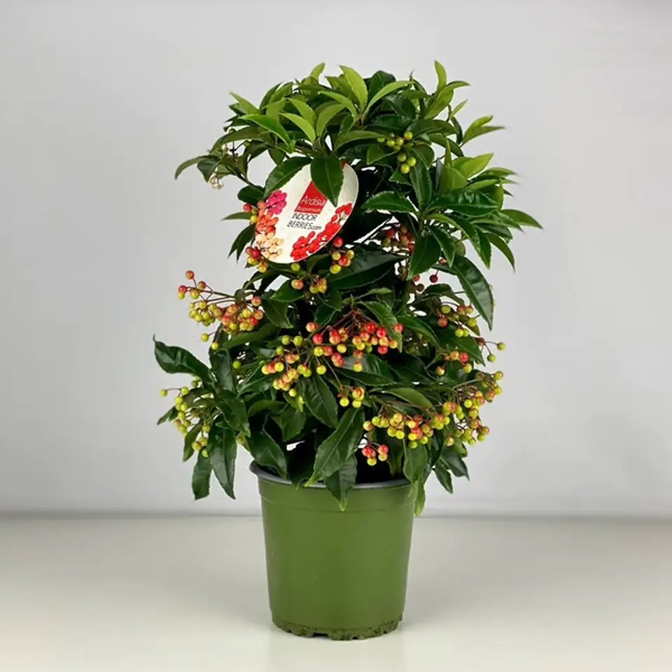 Ардизия D14 H40 - Ardisia Crenata Bos Premium - Image 2