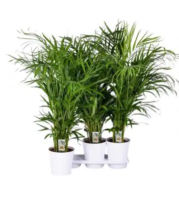 Арека D20 H115 - Dypsis Lutescens